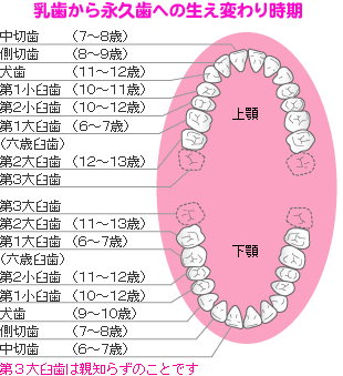 乳歯 いつから 抜ける